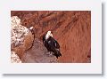 12NavajoBridgeCondor73 034